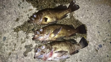 フロートリグでメバリング